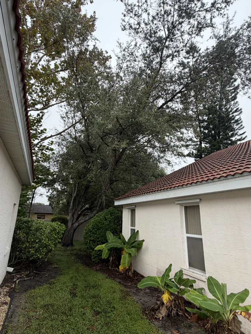 Oak beside a Sarasota home before pruning, showing canopy clearance and the surrounding structures