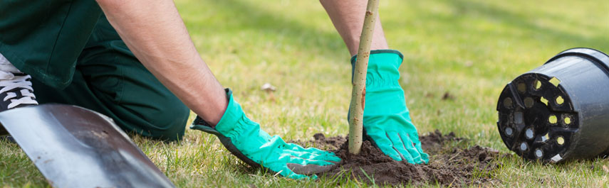 New Tree Installation